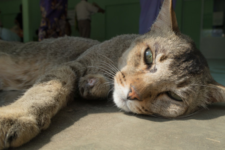 Old Catの写真素材