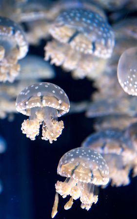 Jellyfish, S.E.A. Aquarium,  Singaporeの写真素材