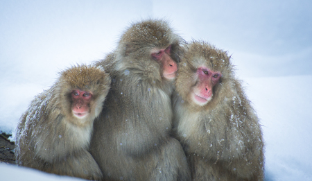 Snow monkey, Nagano, Japan.の写真素材