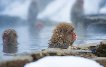 Snow monkey in a hot spring, Nagano, Japan.の写真素材