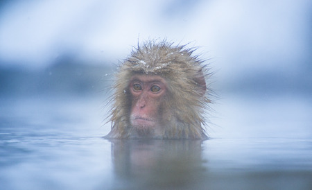 Snow monkey in a hot spring, Nagano, Japan.の写真素材