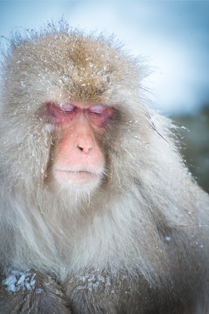 Snow monkey, Nagano, Japan.の写真素材