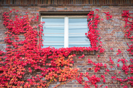 Red ivy on  house with white window