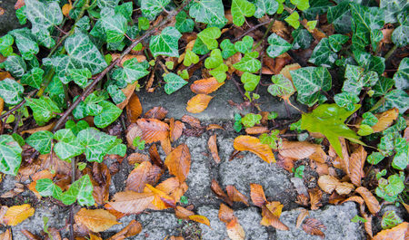 Ivy with old stone as backgroundの写真素材