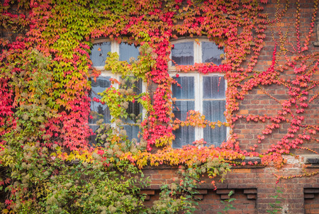 Red ivy on house with white windowの写真素材