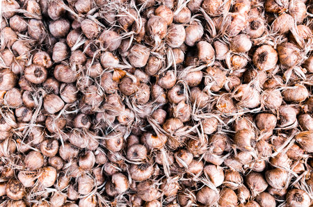 Tulip bulbs ready for planting