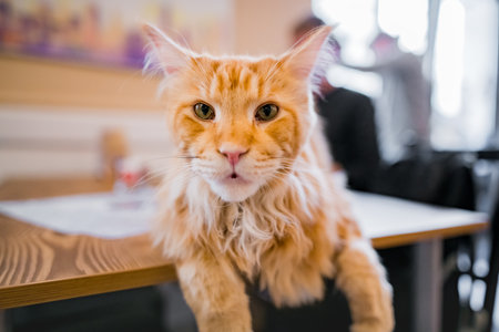 Cat Looking at Camera on table, Selective focusの写真素材