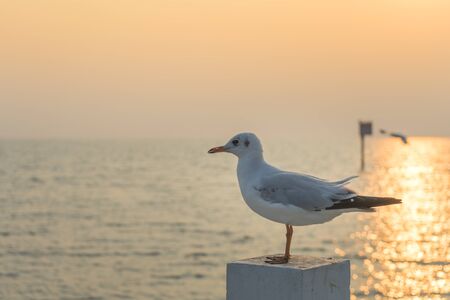 Seagull in the sunset, one of most attraction view at Bangpu, Samut Prakarn - Thailandの写真素材