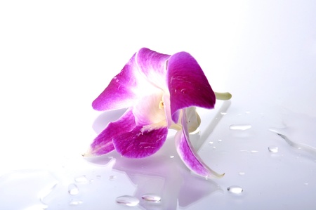 A beautiful orchid with isolated white background.の写真素材