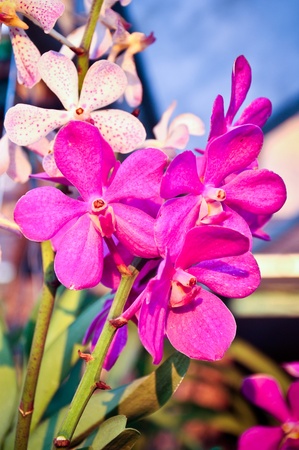 Beautiful purple and white orchids in daylight.の写真素材