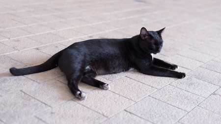 A homeless black cat wander around the street. She is also pregnant and can be use for animal protection, adoption organization.の写真素材