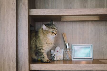 A cat chilling out, relax and being natural in the room. Comfort and safe with soft focus