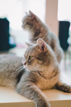 A portraiture of a cat in the cafe with soft light and soft focus. Relax and comfortの写真素材