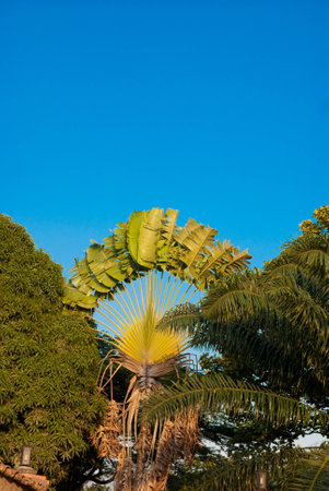 Closed palm treeの写真素材