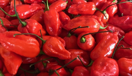 Naga Jolokia Chillies. Red Chillies grown in the UKの写真素材