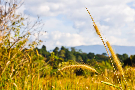Summer field の写真素材