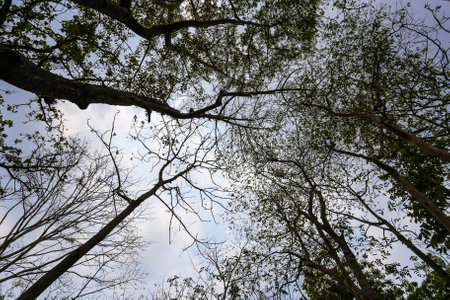 Naked branches of a tree