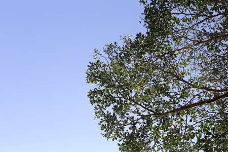 nature of tree with the skyの写真素材