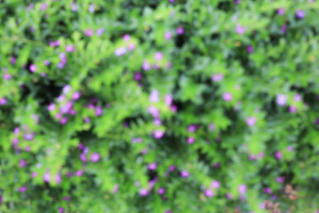 Abstract blurred out of focus background with flower gardenの写真素材