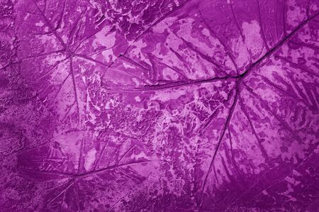 marks of leaf on the concrete pavementの写真素材