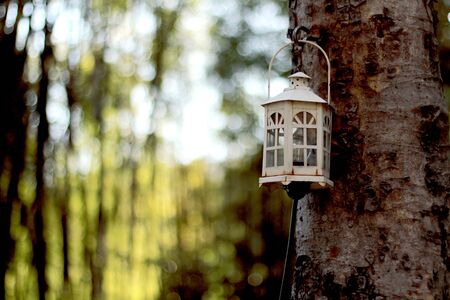 old lamp on treeの写真素材