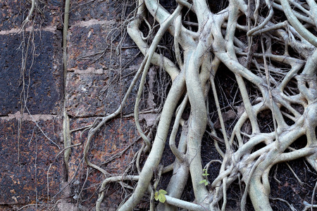 Root tree on the antique Brick wall. Texture.