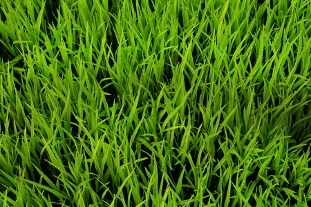 Top view Green rice seedlings leaf cornfield nature backgroundの写真素材