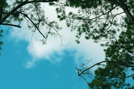 blue sky clouds and trees
