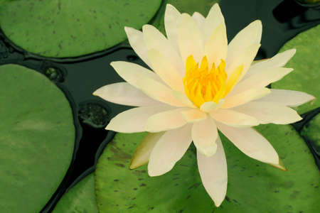 White Yellow Lotus flower and Lotus flower plants, waterの写真素材