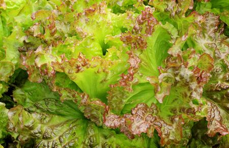 fresh lettuce leaves vegetables for salad on light green and purple background, hydroponic vegetable plant.の写真素材