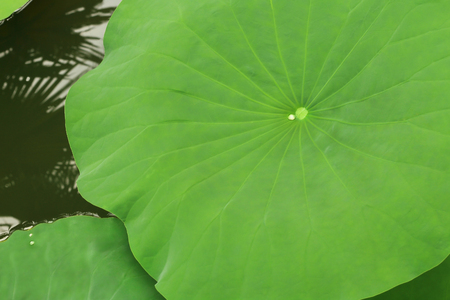 Lotus leaf in the pond for background and design art work.の写真素材