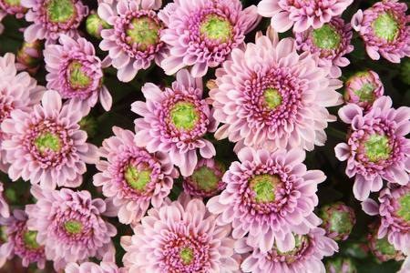 Beautiful dandelion background, pink flowers is blooming in the garden.