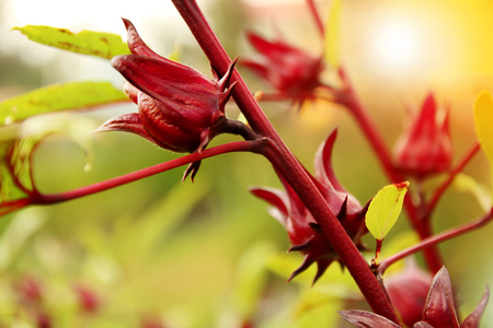 Red roselle fruit (okra) growing in the garden.の写真素材