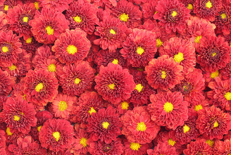 Beautiful dandelion background, red flowers is blooming in the garden.の写真素材