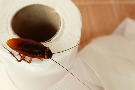 top view of cockroach on tissue paper, insect is carry of the disease.の写真素材