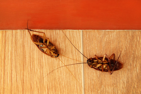 Top view of dead cockroach on the floor, insect is carry of the disease.