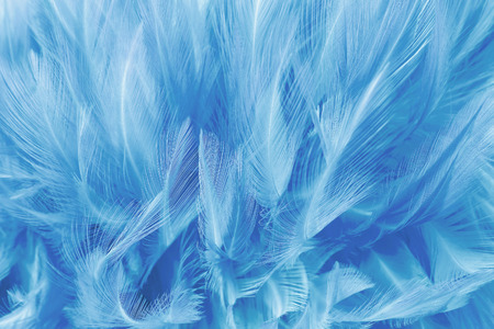 Beautiful dark blue feathers texture background.