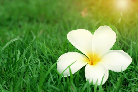 Close up of white yellow plumeria flower (frangipani) with sunlight on green grass background.の写真素材