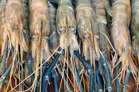 Close up of raw shrimps, Giant freshwater prawn in Thailand.の写真素材