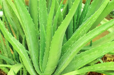 Close up top view of aloe vera plant growing in the garden.の写真素材