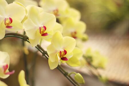 Close up of orchids bouquet with natural background, beautiful blooming orchid flower in the garden.の写真素材