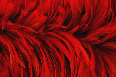 Dark red feather wing pattern texture for background and design art work.