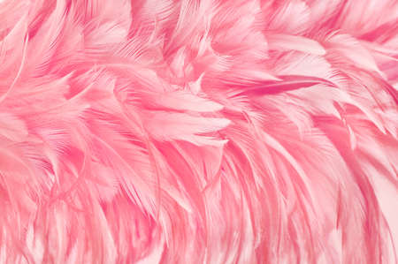 Beautiful rose gold color bird feathers pattern texture background.の写真素材