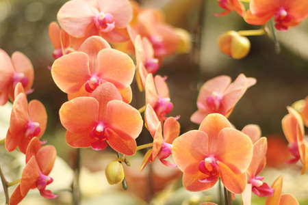 Close up of orange phalaenopsis orchid flowers is blooming in the garden.