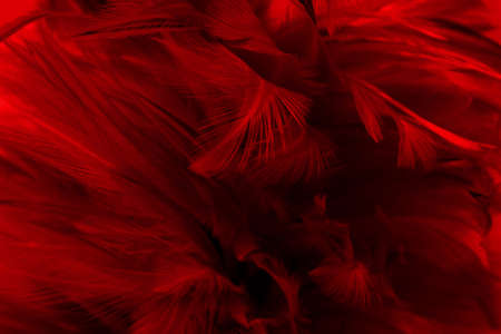 Dark red feather wing pattern texture for background and design art work.の写真素材
