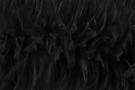 Beautiful black grey bird feathers pattern texture background.の写真素材