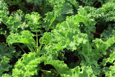 Close up of fresh green kale plant growing in a vegetable garden, superfood for health care with high fiber.の写真素材