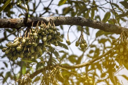 large group of durian flower on durian tree with orange lighting effect.の写真素材