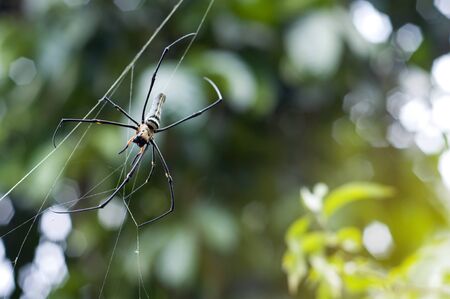Closeup of A black and yellow colour spider with natural background with orange lighting effect and bokeh.の写真素材