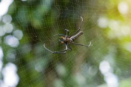 Closeup of A black and yellow colour spider with natural background with orange lighting effect and bokeh.の写真素材